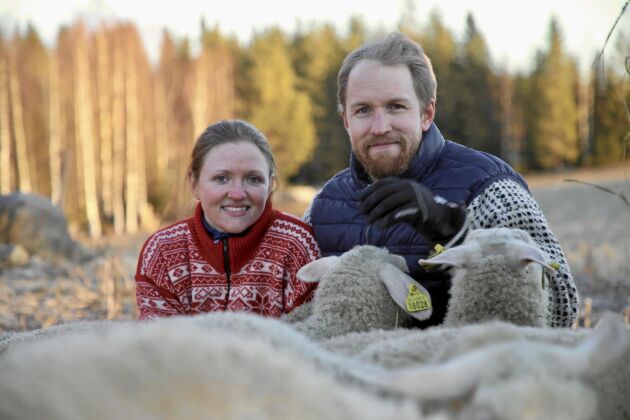  Helt ny vardag för Caroline och Christoffer som bytte försäljarjobbet mot livet med djur och osttillverkning på landsbygden.