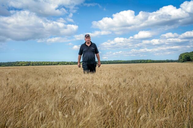  Robert Jakobsson i Fardhem på Gotland är i färd med att ta in durumvetet. Nästan 50 hektar är odlade som i snitt ger 5 ton per hektar. 