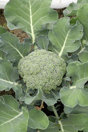  Testa tidiga broccolin ’Limba’.