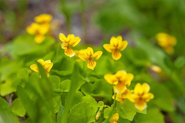  Fjällviol (Viola biflora) påminner om kusinen skogsviol men har gula blommor.