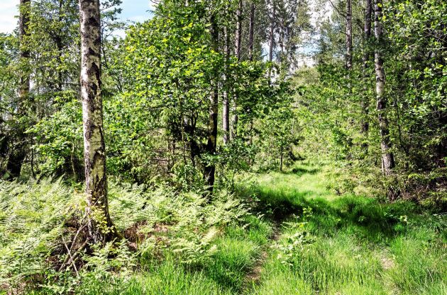  Rune Axelssons skog.