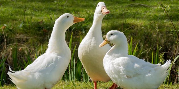 Utbrott av fågelinfluensa upptäckt i Danmark