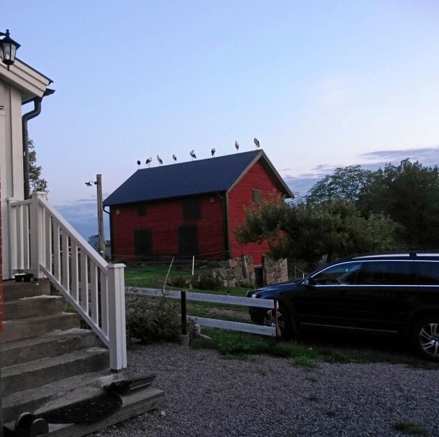  Storkarna spenderade natten i Åtvids-Kulla.