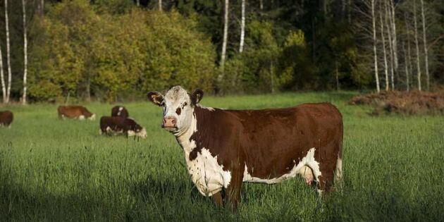 Cowfunding – köp en andel av en ko