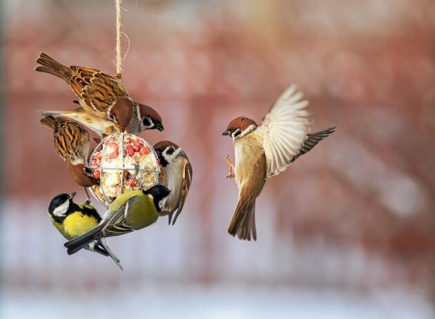  MATGÄSTER. Talgoxar och pilfinkar några av de fåglar vi matar mest. Foto: Istock.