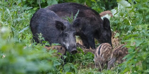 Storjakt på vildsvin efter nytt svinpestfall