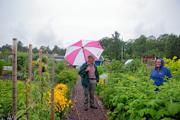  På Skördelyckans koloniområde vandrar Stig Strömer, med paraplyet i handen, runt bland lotterna. Han bor granne med området och känner flera av kolonisterna. 