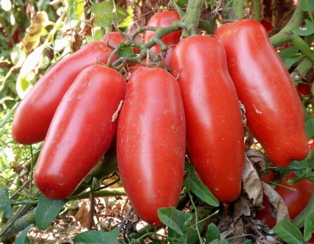  Vill du satsa på skalade tomater i syditaliensk stil är ’Centopercento’ F1 rätt sort.