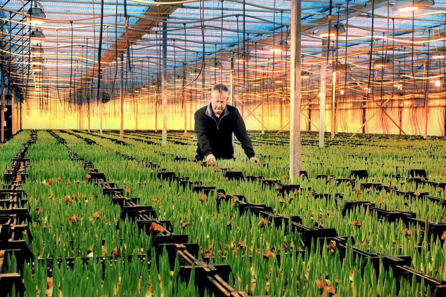 I växthusen på Färingsö odlas drygt 4 miljoner tulpaner varje år. 