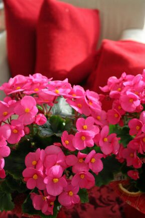  Julbegonian har små pussmunnar till blommor. Plocka bort alla vissna blommor så blir pussarna fler.