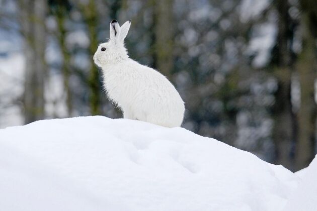  Färgbyte. Haren byter färg på pälsen på vintern. Imponerande! 