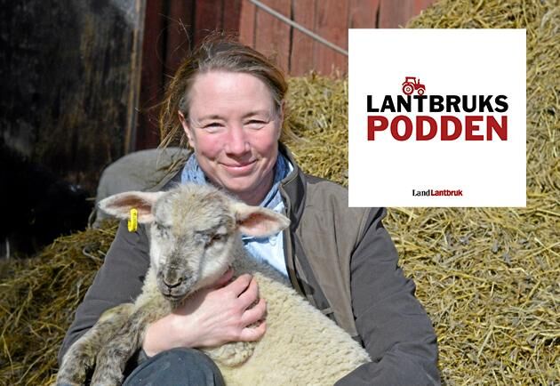  Erika Olsson, ordförande i Ekologiska Lantbrukarna, bland sina lamm.