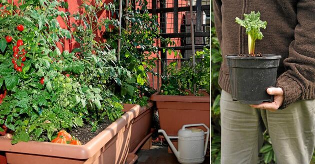  Vackert och gott – odla grönsaker och örter i kruka på till exempel balkongen.