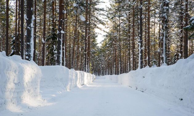  Skogsbilvägen in till gallringen som Land Skogsbruk besökte kantades av en meterhög snödriva hela vägen. Från Bjästa söder om Örnsköldsvik och längs hela mellersta Norrlandskusten är det svåra avverkningsförhållanden nu. 