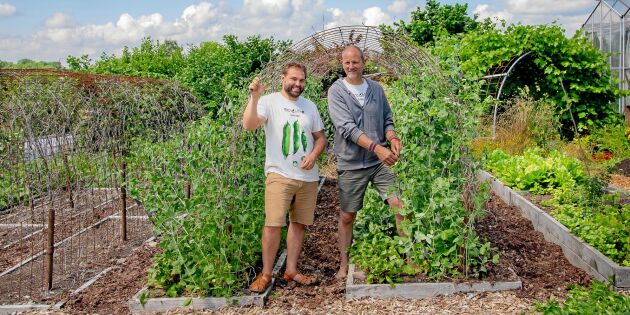 Linus och Ove satsar på svenska fröer – söker odlare i hela landet!