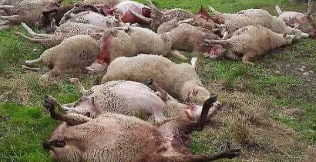  I attacken dödades 26 får.