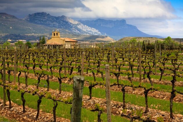 Vinodling i La Rioja, en av de regioner där vinskörden väntas bli betydligt lägre än normalt.