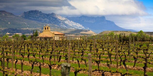 Torka, kyla och hagel ger dyrt men högkvalitativt spanskt vin