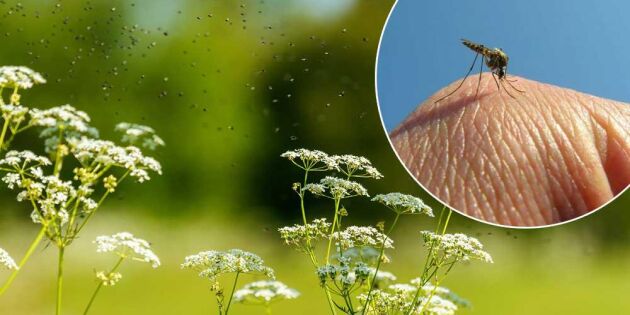 Håll myggen på avstånd! 6 giftfria tips