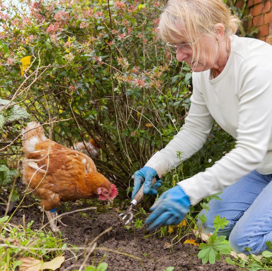 Gardening With Hens