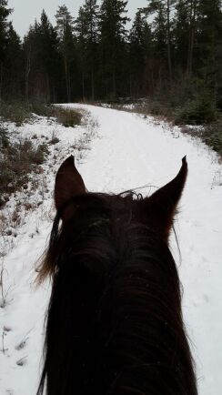  Ännu en hästrygg som vintern njuts från.