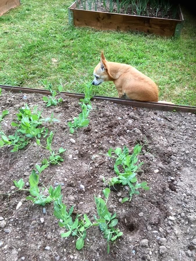 Hund i trädgård