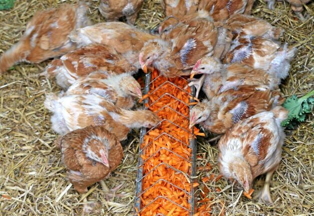  Bosarpskyckling från Kronfågel får foder toppat med morötter och grönkål. Experimentet syftar till att få fram ny smak på kycklingköttet.