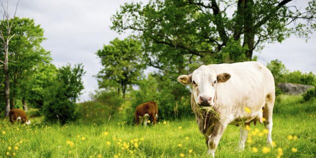 7 tunga debattörer: Behåll sommarbetet för våra mjölkkor!