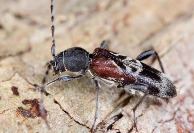  Ny forskning visar att skötsel med naturvårdsgallring kan vara ett effektivt sätt att långsiktigt gagna vedlevande skalbaggar som till exempel den rödlistade prydnadsbocken (Anaglyptus mysticus).