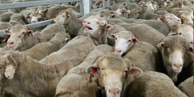 Rumänien trotsar EU - fortsätter export av levande får