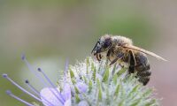 Blomremsor inte svaret för pollineringsfrågan