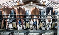 Mjölkbönder: Priserna på mejerivaror måste höjas