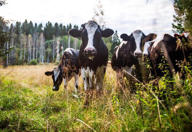  Allt fler mjölkkor blir omställda till ekologisk produktion. Under perioden juni 2017 till juni 2018 ökade andelen med 5 800 kor eller 11 procent.