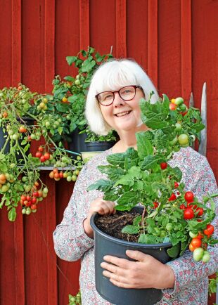  Anette Brunsell, odlare och trädgårdsinspiratör med en dvärgplanta och 'Arkticheskaya vihsnya' i bakgrunden.