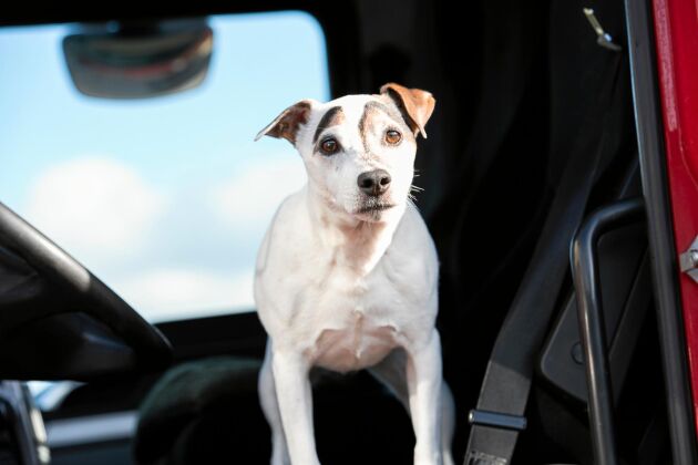  Parson russell-hunden Chrusty har känslig näsa för älglukt från bilens luftintag.