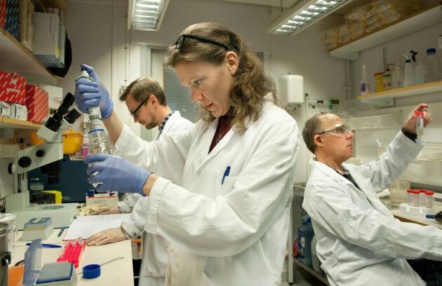 Svetlana Leonova som doktorerat på SLU tar ut material från fusariuminfekterade havrekärnor, för att isolera DNA därifrån. Om fyra-fem år hoppas forskarna ha framme sorter resistenta mot fusarium.