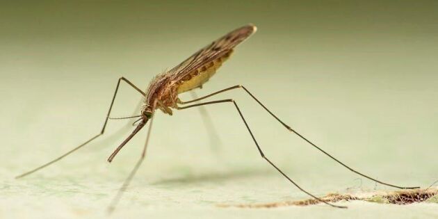 Malariamygga upptäckt i Sverige