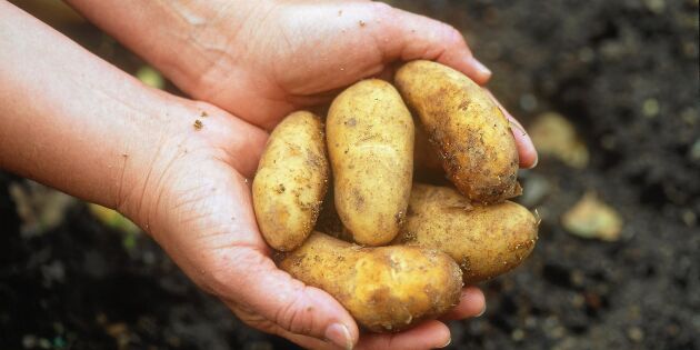 Årets potatisskörd sämre än missväxtårens