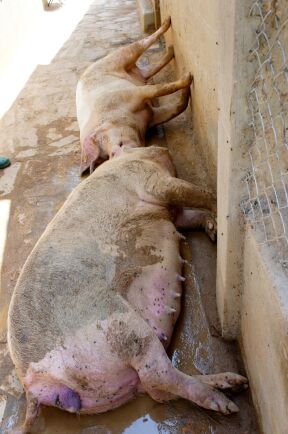  Danmark bygger stängsel mot Tyskland för att skydda grisnäringen mot afrikansk svinpest. Bilden visar suggor som dött av sjukdomen i Tanzania. 