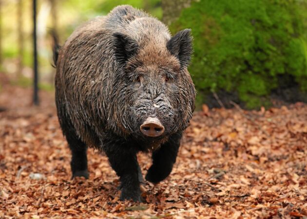  Vilt djur. Vildsvinsstammen i Sverige är stor och nu har den fått sitt första smittoutbrott av afrikansk svinpest. 
