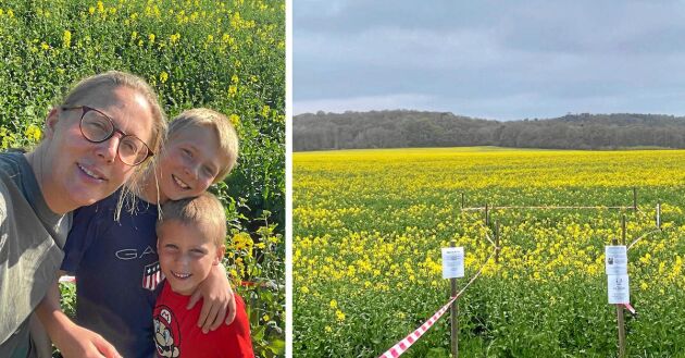  Smart idé! Lantbrukaren Linda Ericsson och sönerna Oskar och Nils passar på att själva ta en bild i selfierutan i sitt blommande rapsfält.