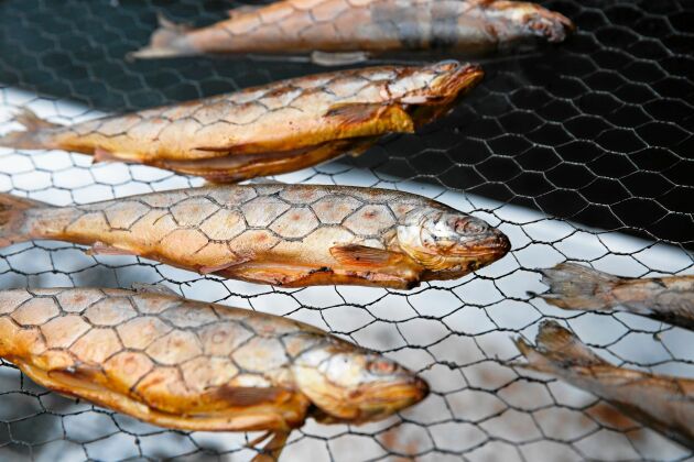  Genom att röka fisken långsamt i fem timmar efter att ha legat i saltlag i 12–15 timmar får fisken den bästa smaken. 