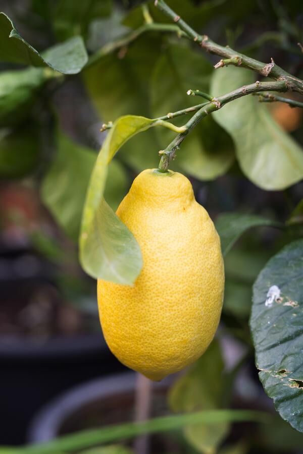 Med rätt inomhusklimat kan du övervintra ditt citronträd.