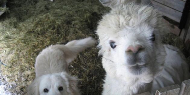 Vanvårdad hund adopterades av alpackor – hamnade i paradiset